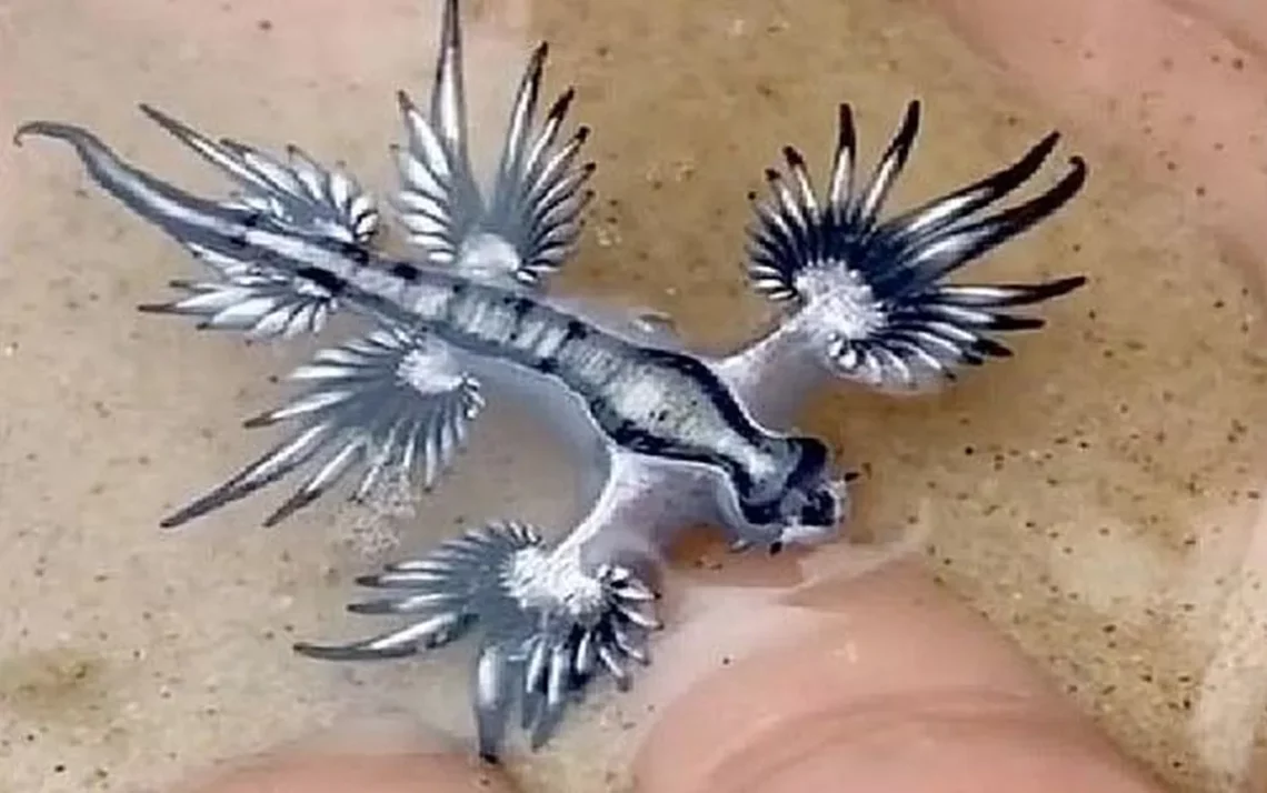 dragão azul, Glaucus atlanticus, animal tóxico, criaturas misteriosas, criaturas perigosas