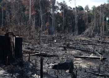 desflorestação, devastação, derrubada de árvores