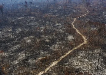 desflorestamento, supressão de vegetação, destruição da floresta