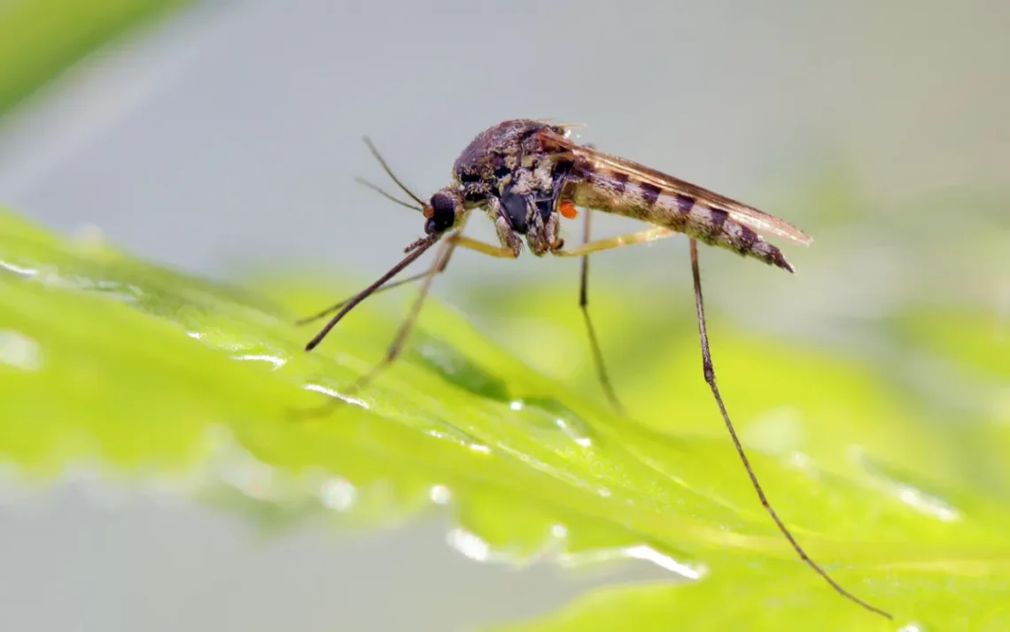 incidente de dengue, outebro de dengue, epidemia de febre dengue.