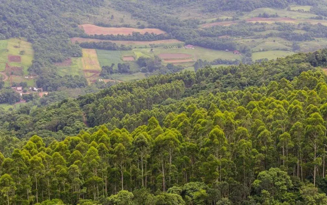 desertos, verdes, medidas, ambientais, silvicultura;